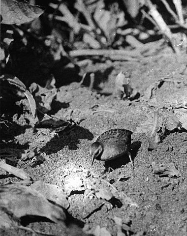 8. Die Schiribilla von Laysan ausgestorben im Jahr 1944