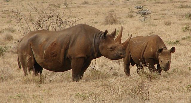 9. Le rhinocéros noir de l'Ouest - éteint en 2006