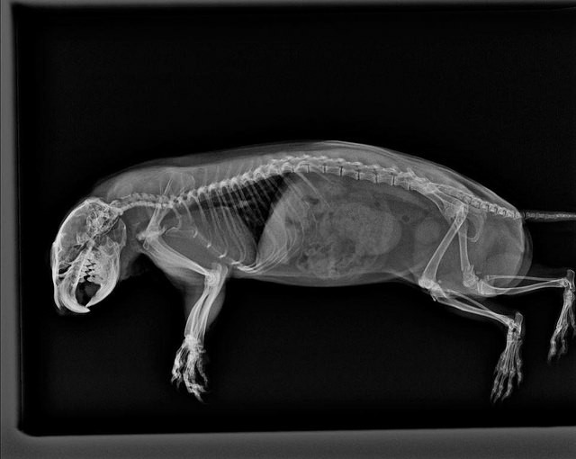 8. Een röntgenfoto van een hond