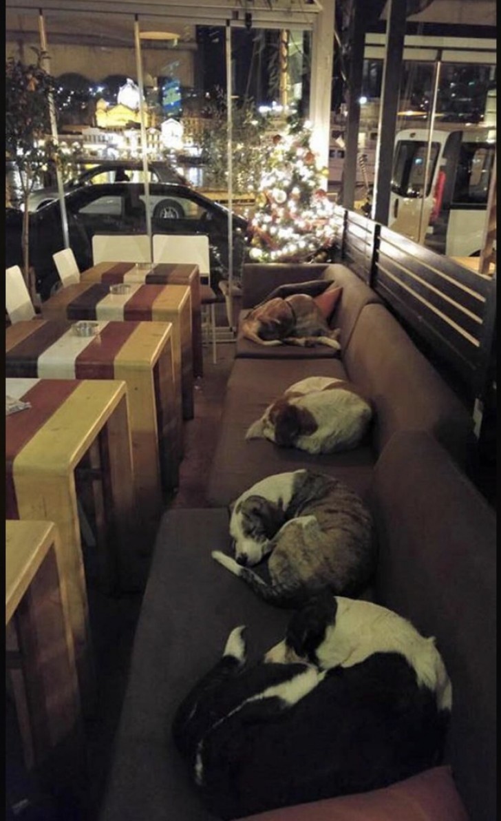 19. In Griekenland laat een cafetaria zwerfhonden slapen om hen te beschermen tegen de kou.