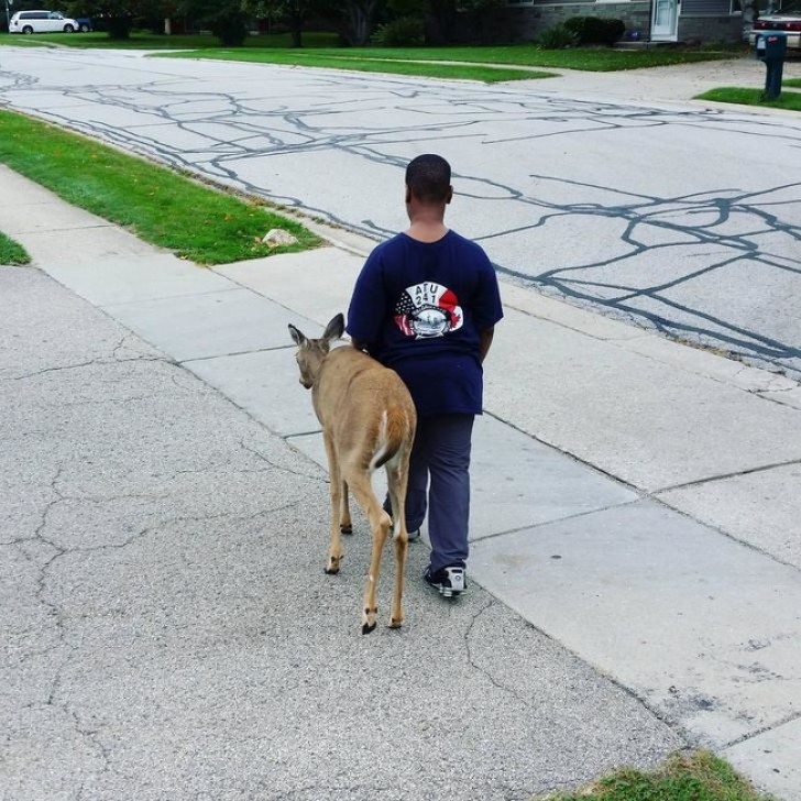 2. Een 10-jarige jongen begeleidt elke ochtend een hert naar een weiland, voor hij naar school gaat.