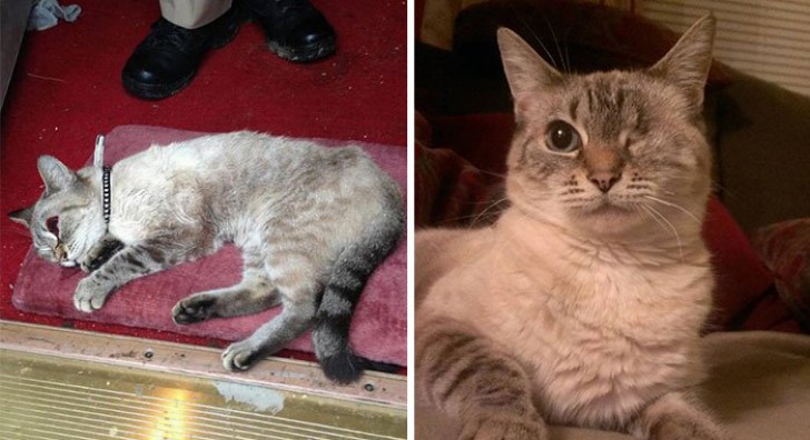 9. Esta gatinha perdeu um olho por causa de um acidente... mas ganhou uma família!
