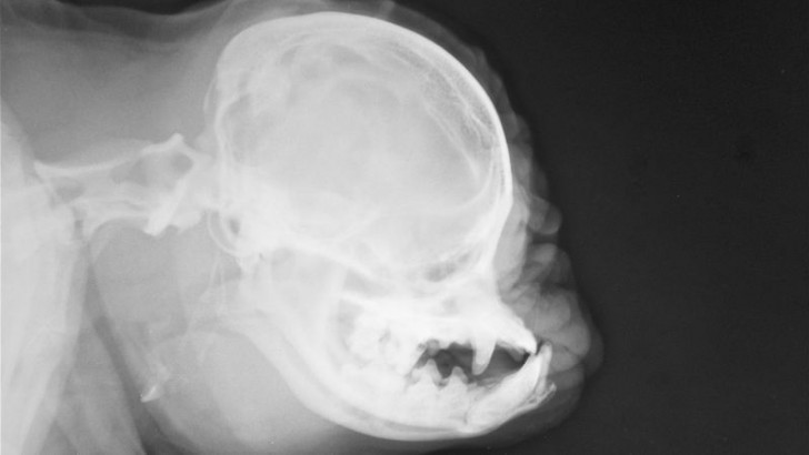 Deze röntgenfoto van een mopshond zal je ogen openen voor een tragische waarheid - 2