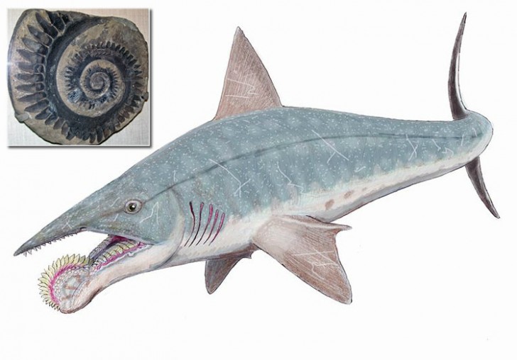 7. Helicoprion