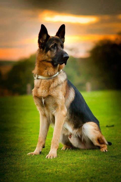 1. The German shepherd is a proud and majestic dog.