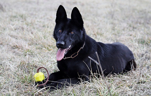 12. Le berger allemand est l'un des meilleurs chiens de garde.