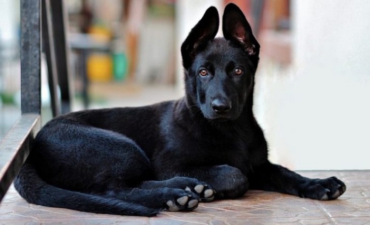 5. São cachorros sensíveis e muito inteligentes, extremamente fiéis aos próprios donos.