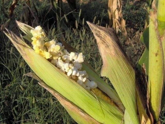 #3. A volte è così caldo che anche il mais decide di diventare pop corn.