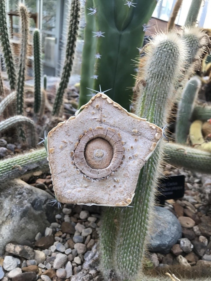 2. La structure interne d'un cactus