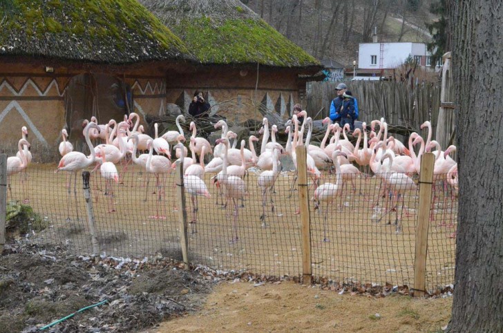 Les familles des enfants ont été invitées à verser 2 000 euros, une somme clairement symbolique qui ne sera jamais égale aux dommages causés au zoo et à la vie d'un animal.