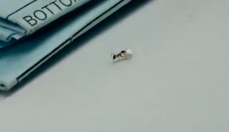 Una formica si intrufola in un negozio e tenta di rubare un prezioso diamante - 1