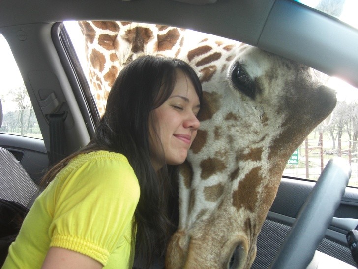 13. La jeune fille adore les girafes, et à l'un des premiers rendez-vous, il l'emmène à vivre une première expérience rapprochée avec l'une d'entre elles : maintenant ils sont mariés.