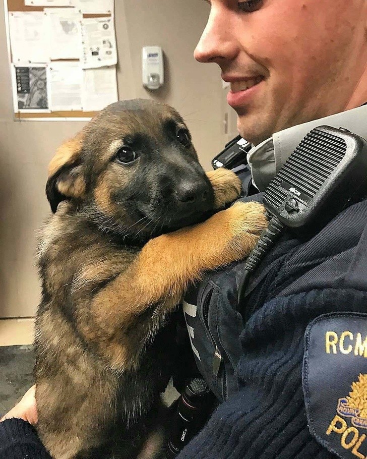 15. A proud but nervous police dog puppy on his first day of work!