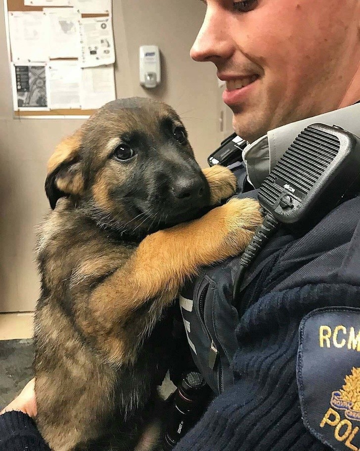 15. Un chiot fier mais nerveux pour son premier jour de travail.