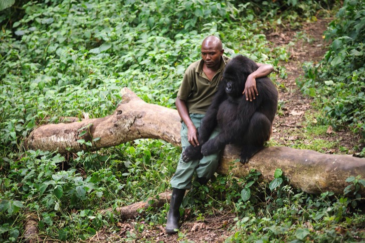 4. Cet homme réconforte un gorille qui a perdu sa mère, tuée par des braconniers.