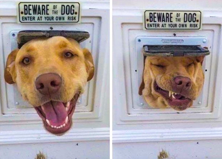 12. Um cachorro fazendo o seu papel de "cão de guarda".