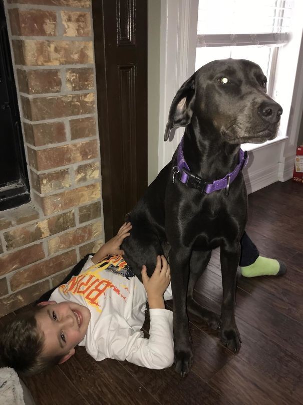 This dog's technique to prevent his young friend from going to school is infallible!