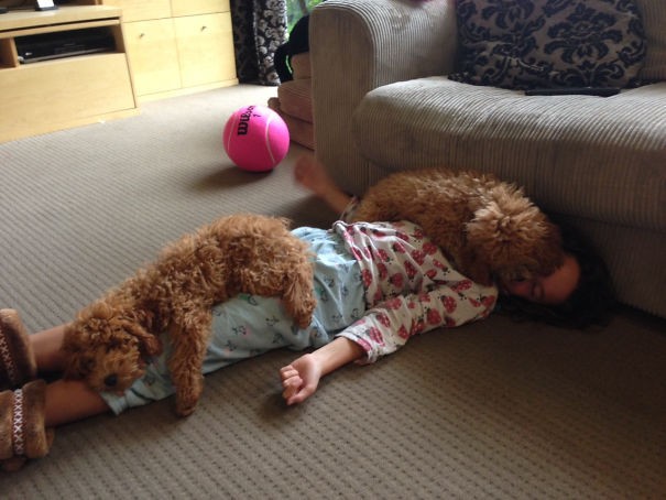 "My daughter is at home with a fever and our dogs are taking care of her!"