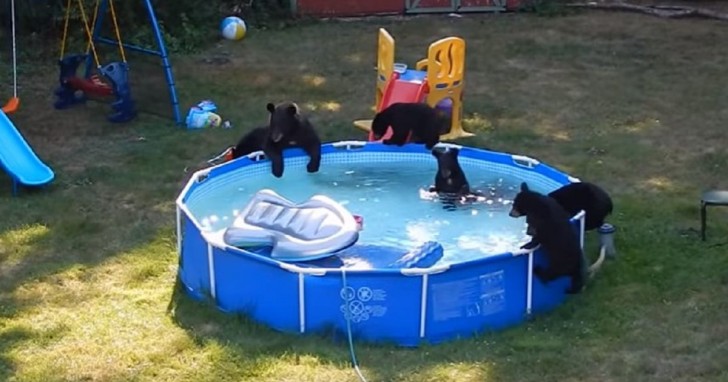 What's funny about this video is the fact that bear cubs behave just like children and display the same enthusiasm when they see the swimming pool.