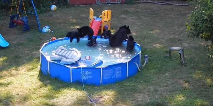 In the end, not even the mother bear could resist the temptation to take a refreshing dip in the swimming pool.
