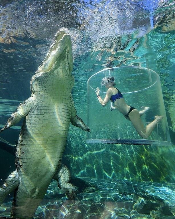 15. Un crocodile des mers à côté d'une femme.