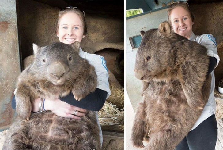 3. Ein erwachsener Wombat in den Armen einer Frau