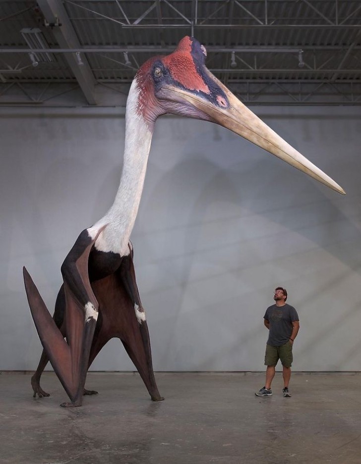 8. Un modèle de Quetzalcoatlus Northropi, le plus grand oiseau qui n'a jamais vécu sur Terre, il y a environ 70 millions d'années, comparé à un homme de 1,80 m.