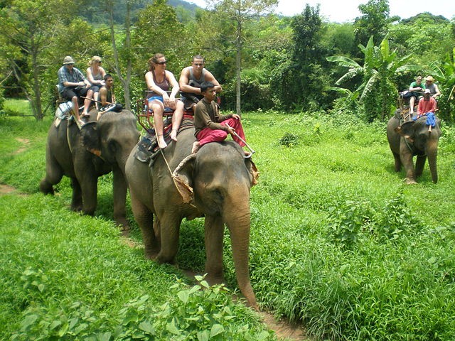 L'horrible processus de domestication qui rend les éléphants capables de faire ces promenades aux humains, devrait faire passer l'envie d'aller en Thaïlande juste pour prendre en photo un de ces animaux.