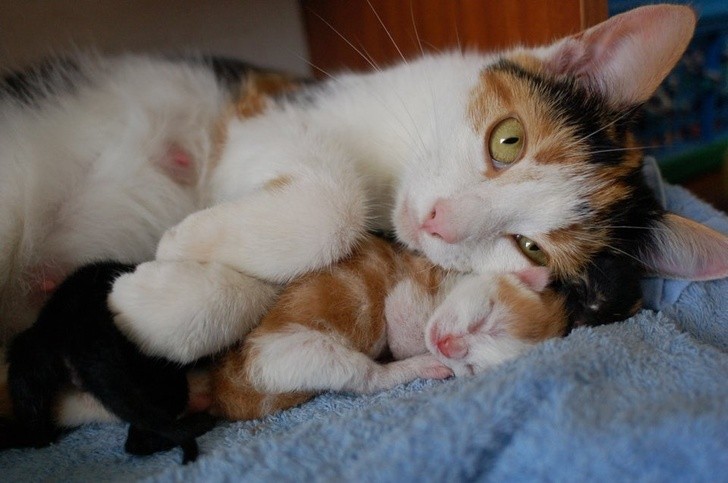 Mamma is er altijd om ons te beschermen: ze waakt over ons als we klein zijn en slapen, en als we groot zijn helpt ze ons de uitdagingen van het leven aan te gaan.