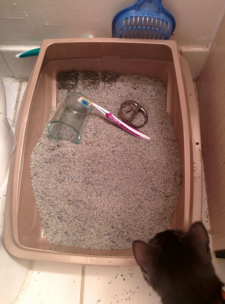 Le porte-brosse à dents s'est détaché du mur et où s'est-il retrouvé ? Evidemment dans le bac à litière du chat mis là momentanément.