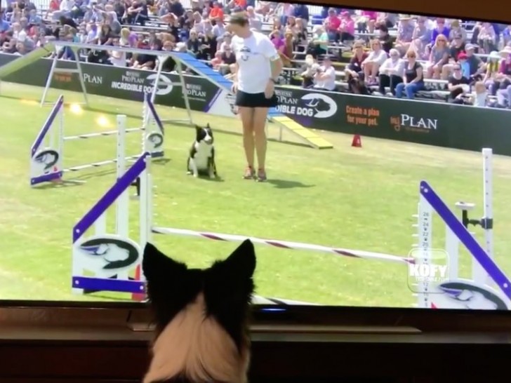 Un cane guarda il video di SE STESSO mentre vince una gara: la reazione vi farà piegare in due dalle risate - 1