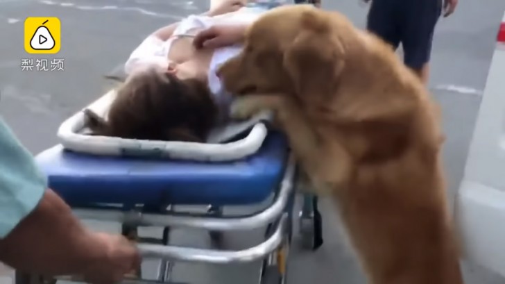 De artsen legden de vrouw op een brancard, vergezeld door de hond die steeds vlakbij het gezicht van de vrouw bleef.