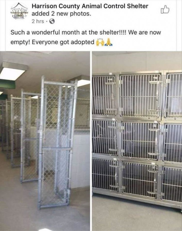 At an animal shelter in Houston, all the cages are empty, because all the dogs have been adopted!