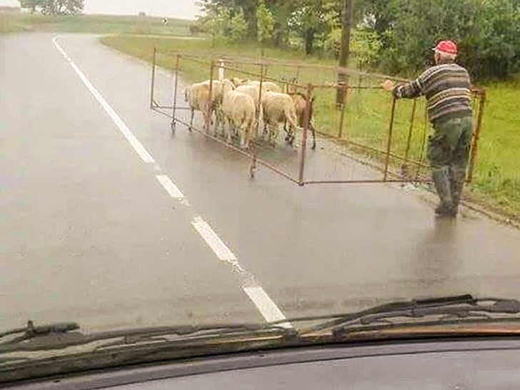 15. Este homem está passeando com suas ovelhas e é brilhante!