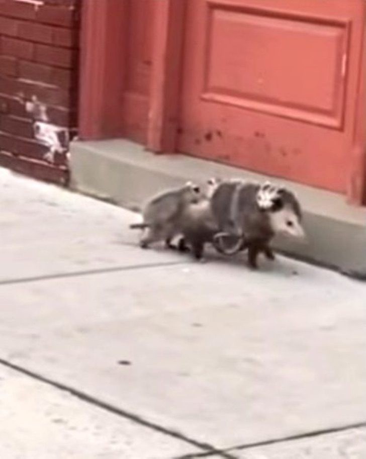A video captures a mother opossum intent on carrying seven puppies all together on her back!