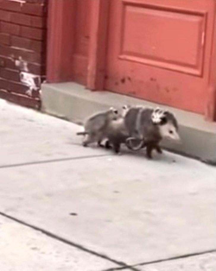 Das Video zeigt eine Opossum-Mutter, die 7 Welpen zusammen trägt.