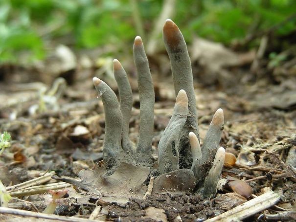 15. Il fungo Xylaria polymorpha assolimgia a tante dita che emergono dalla terra