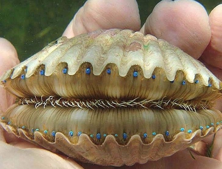 8. Gli occhi e i denti di un pettine di mare (Pecten jacobaeus) o capasanta
