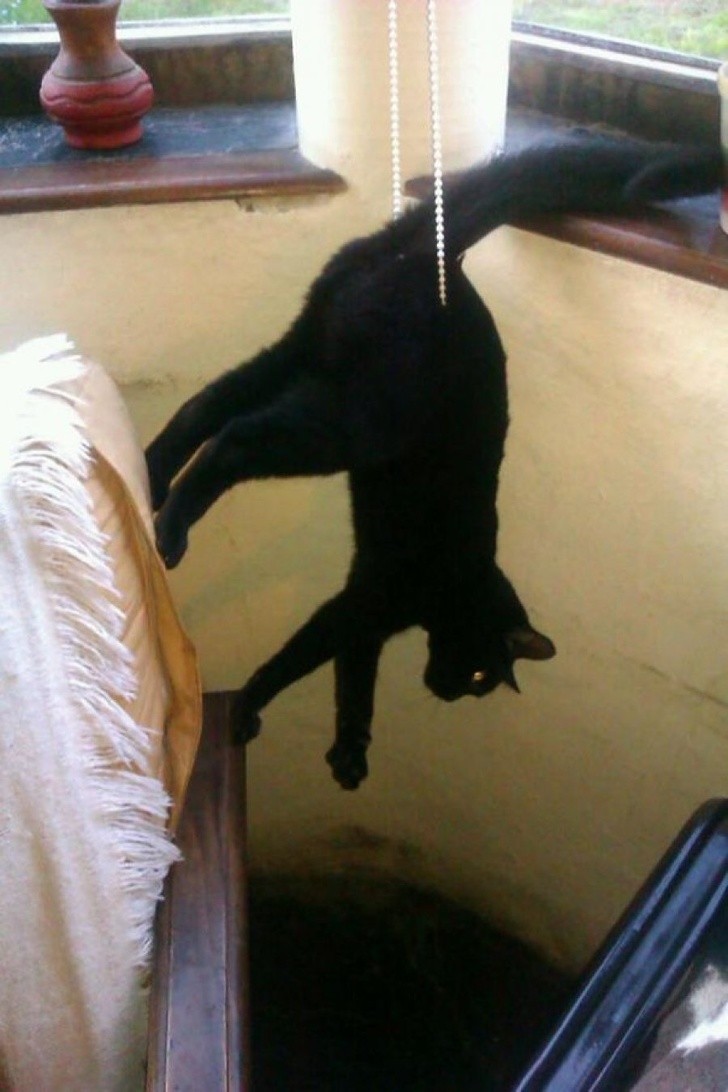1. This cat is training for the next "Mission Impossible" movie!