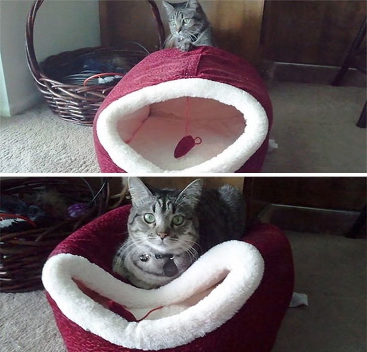 14. How to use a cat bed