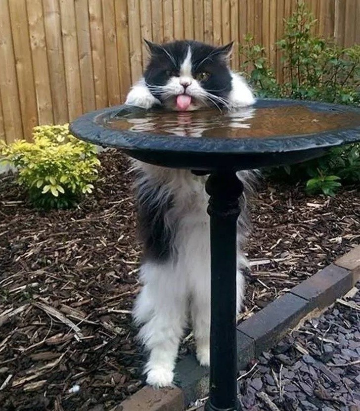 17. He prefers the rusty tasting water from the outdoor fountain to his water bowl at home!