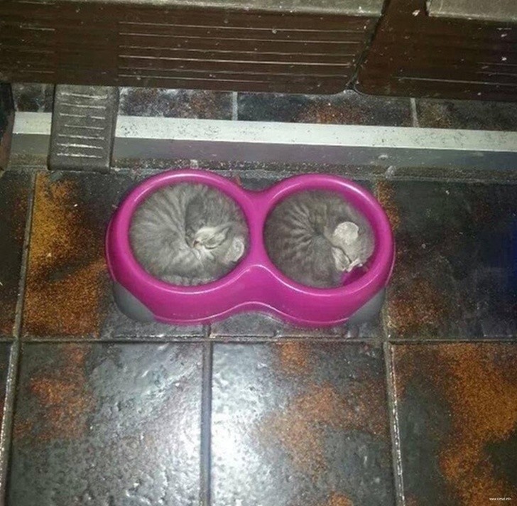 22. Des bols parfaitement identiques pour des chats parfaitement identiques.