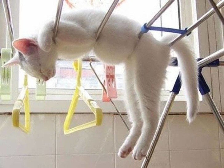29. Área de secagem para gatos