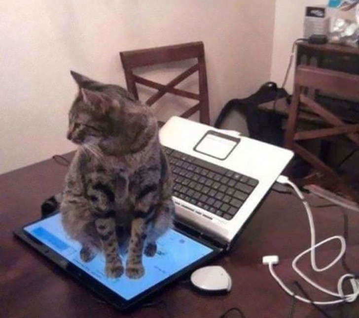 9. Wenn man die Katze zum X-ten Mal von der Tastatur jagen muss...