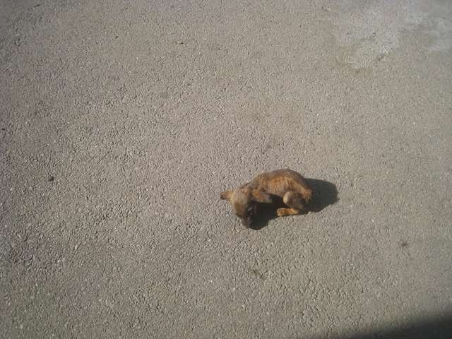 This puppy was in such bad shape that he could not even move! He just lay there motionless waiting to be saved ... - 1