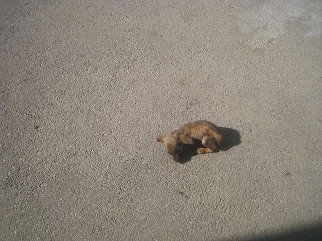 Ce chiot était dans un tel état qu'il ne pouvait plus bouger : il restait immobile en attendant d'être sauvé. - 1