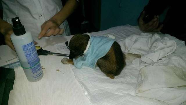 Le chiot, soumis à des visites vétérinaires, avait un poids très faible et infesté de parasites. 
