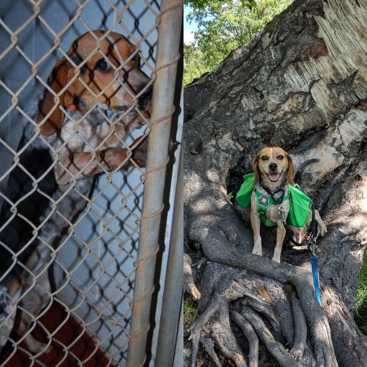 2. Adopter des animaux au lieu de les acheter