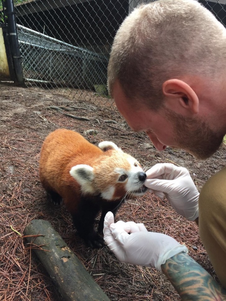 12. A close encounter with a cute little red panda bear.