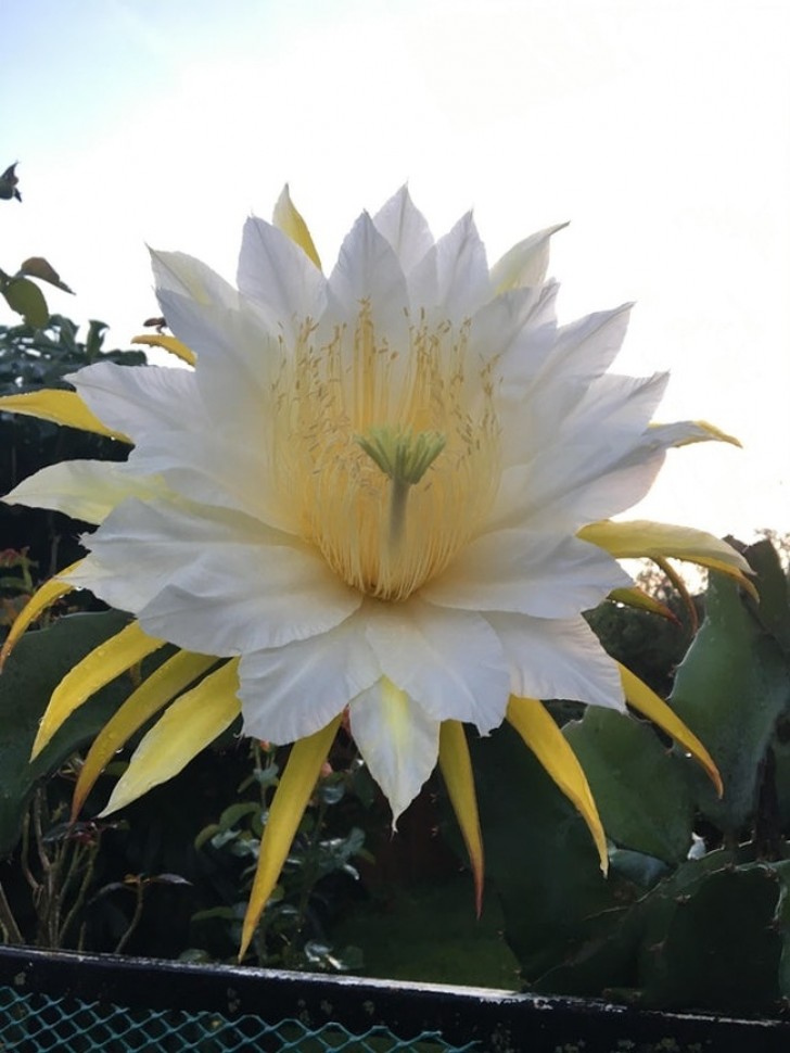 17. After 15 years, this cactus has finally bloomed!